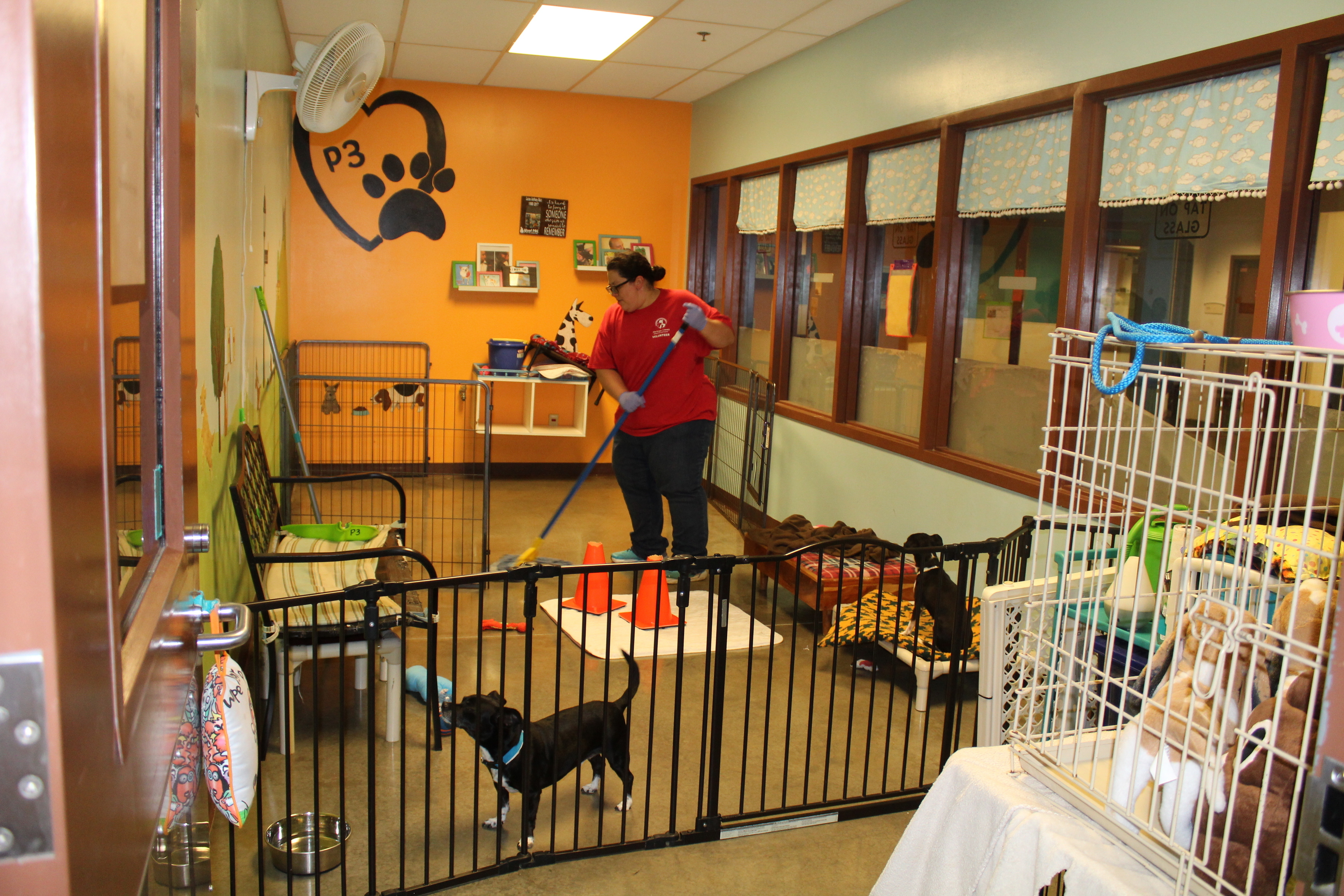 In this Sept. 21, 2019 photo, Megan Ortiz, a volunteer at Maricopa County Animal Care and Control, mops a playroom at the shelter in Phoenix, Ariz. There are many ways to volunteer at an animal shelter to improve the lives of the animals waiting there for a forever home. (Michelle A. Monroe, AP Photo)