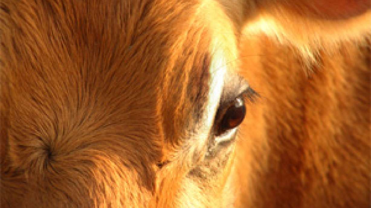 Utah farmers fear cow tax