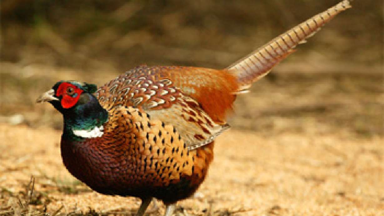 Man Shot While Pheasant Hunting