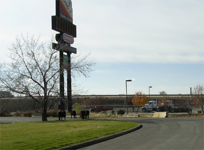 Cows Rounded Up After Trailer Opens at McDonald's