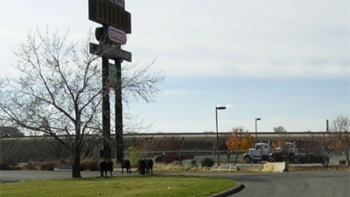Cows Rounded Up After Trailer Opens at McDonald's