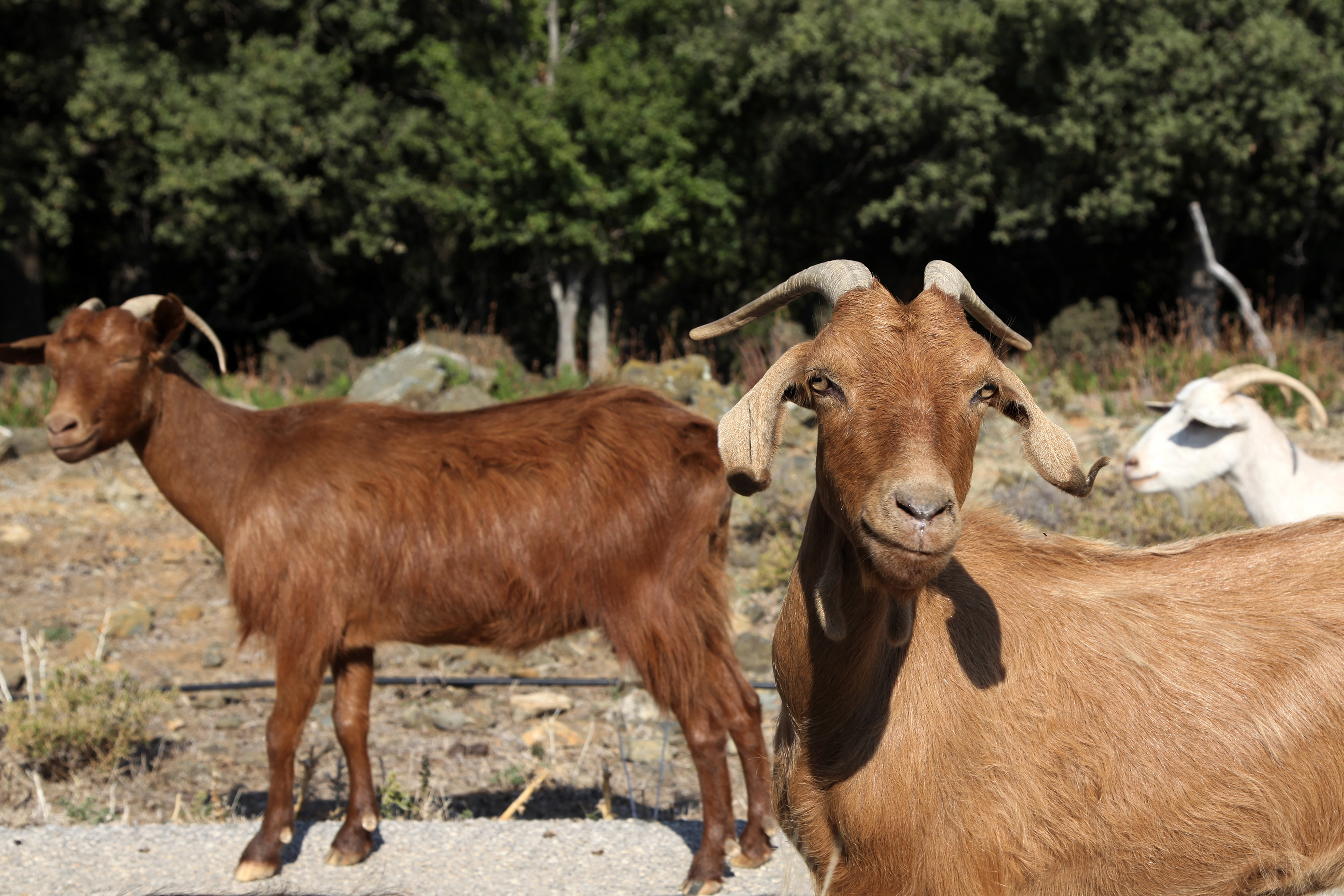 Tens of thousands of goats munch Greek island into crisis