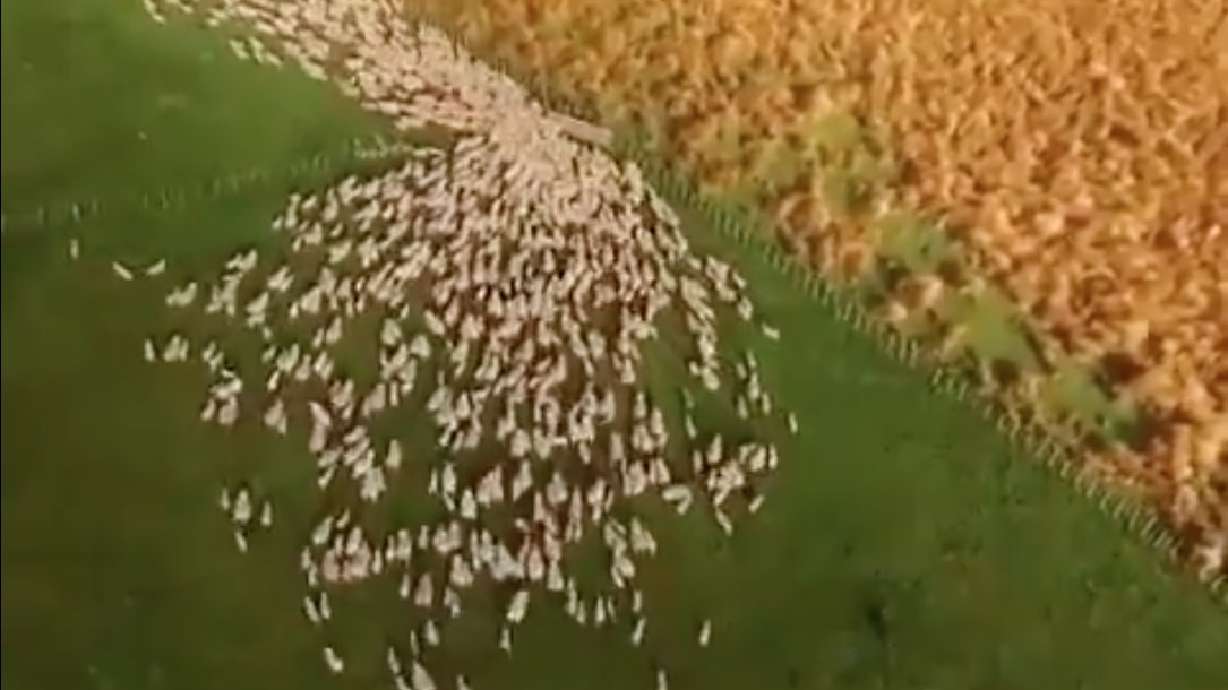 Have You Seen This? Aerial views of dogs herding sheep is the best thing you'll see today