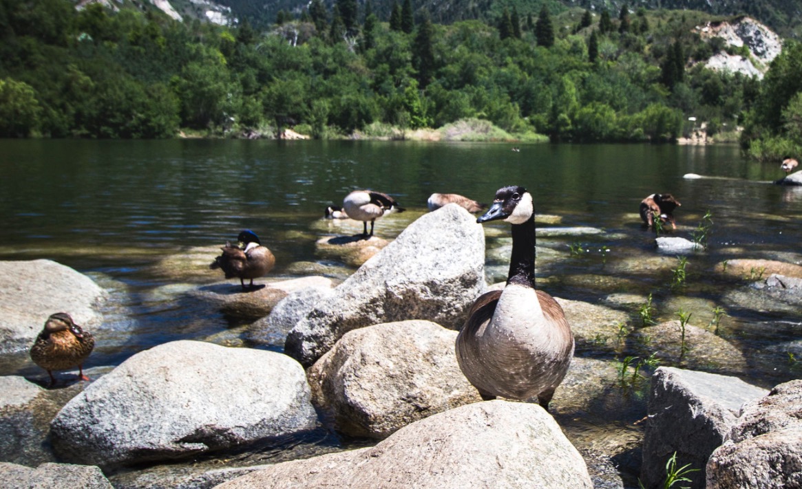 Want to know where Utah’s waterfowl migrate to? There’s now a website for that