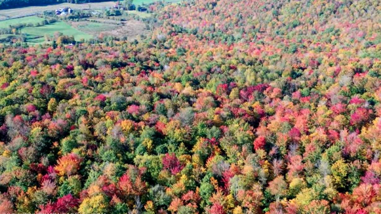 Have You Seen This? Drone footage shows gorgeous views of Vermont's fall foliage