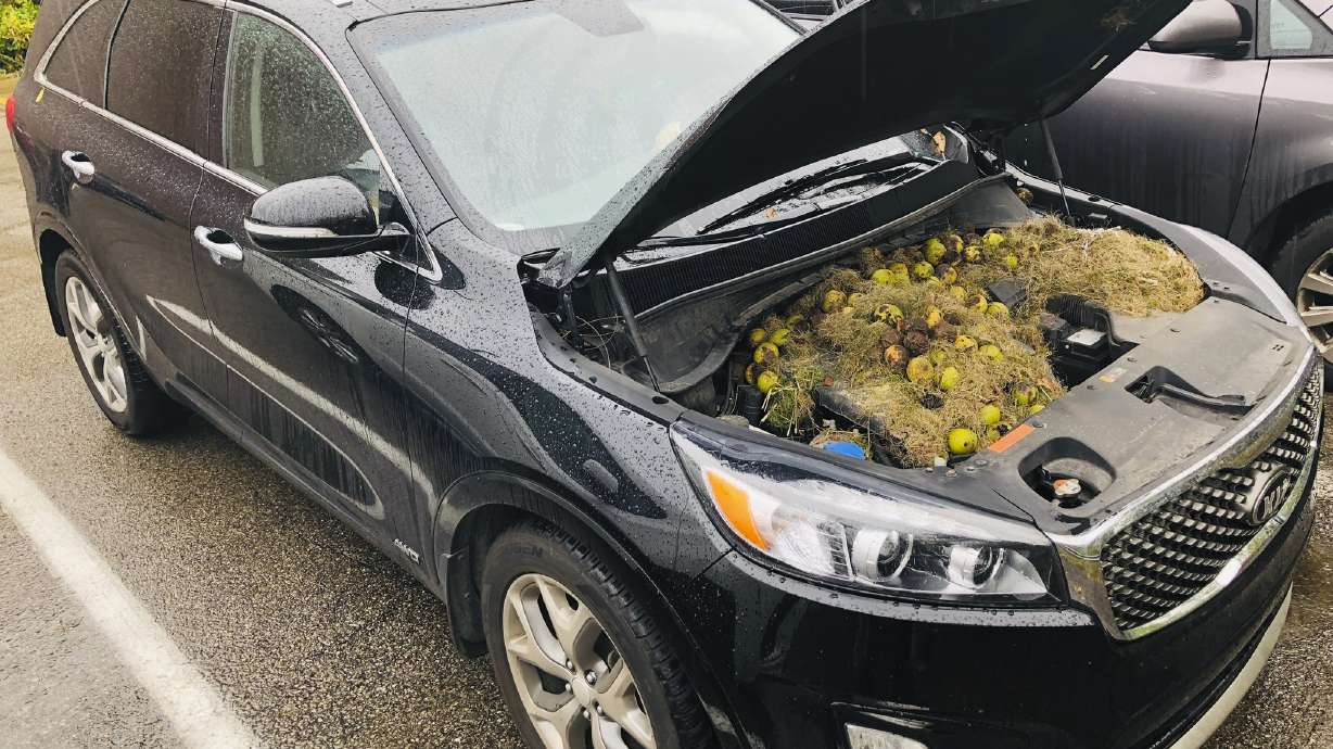 Squirrels hide more than 200 walnuts under SUV's hood