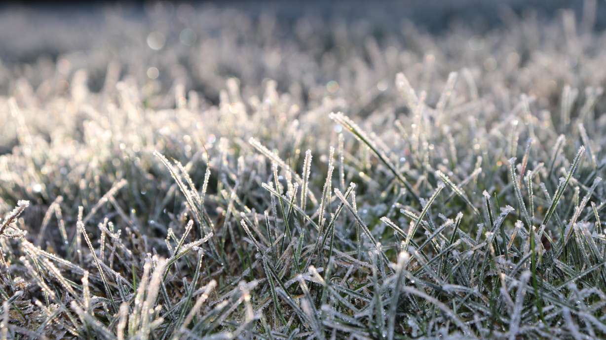 Potato, onion, sweet corn farmers rush amid early freeze