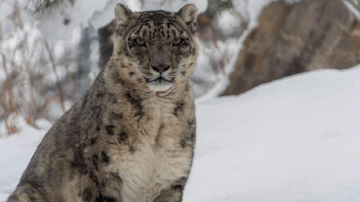 Hogle Zoo's oldest snow leopard, Nema, dies at 21