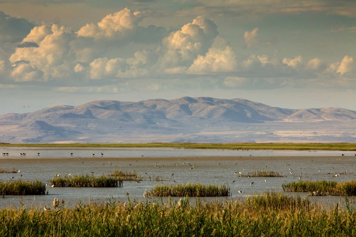 A photo of Bear River Migratory Bird Refuge in Brigham City taken in 2016. (Photo: Ian Shive, Tandem/U.S. Fish & Wildlife Service, File)