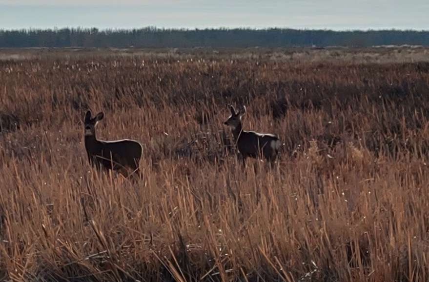 A photo of deer at Ouray National Wildlife Refuge in Uintah County in 2017. (Photo: James Hannis, Google Images)