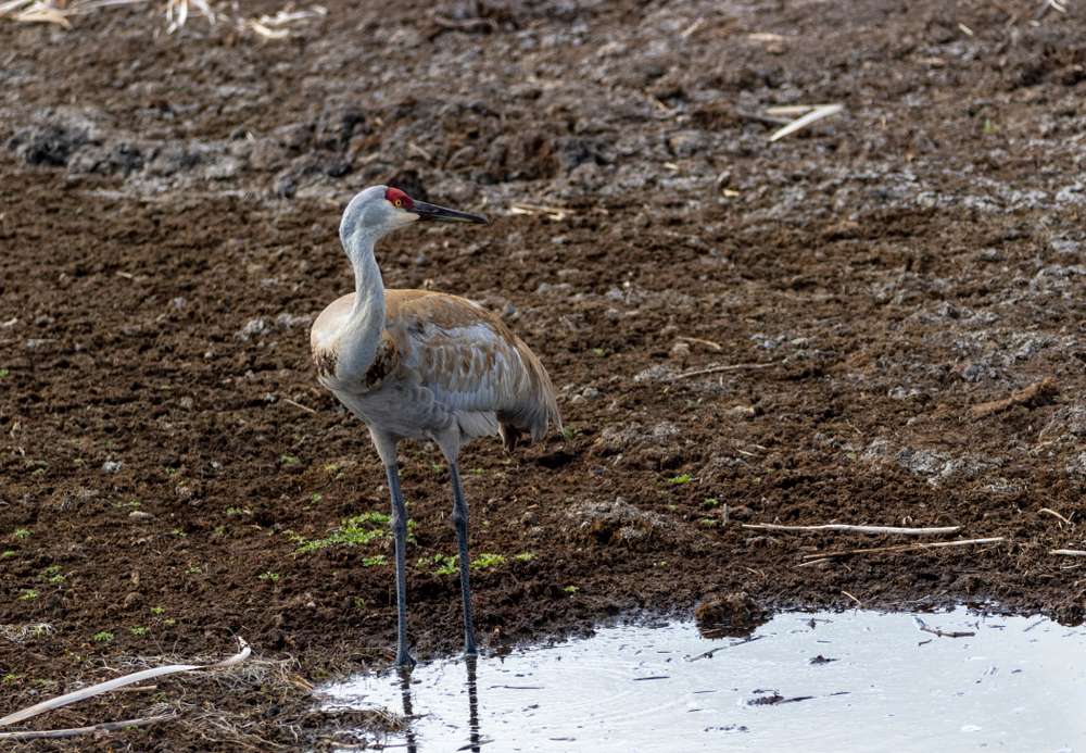 A sandhill crane at a wildlife refuge in Idaho. (Photo: Michael Chatt, Shutterstock)