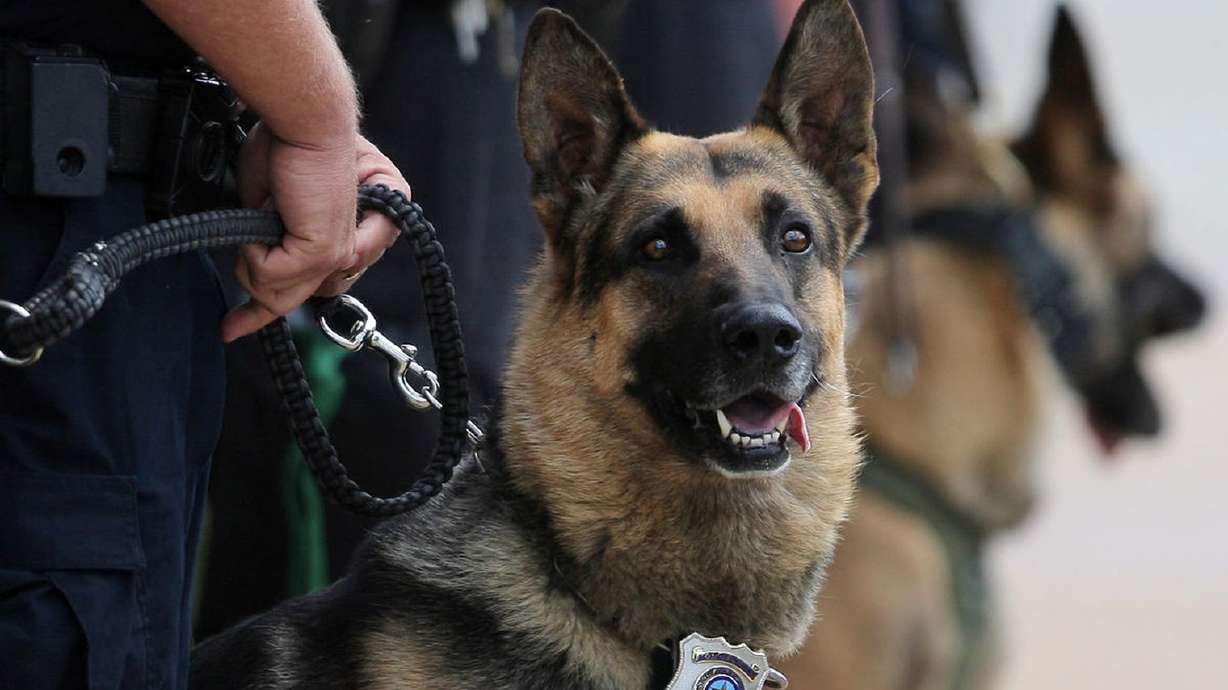 Utahn charged with attacking police dog trying to arrest him