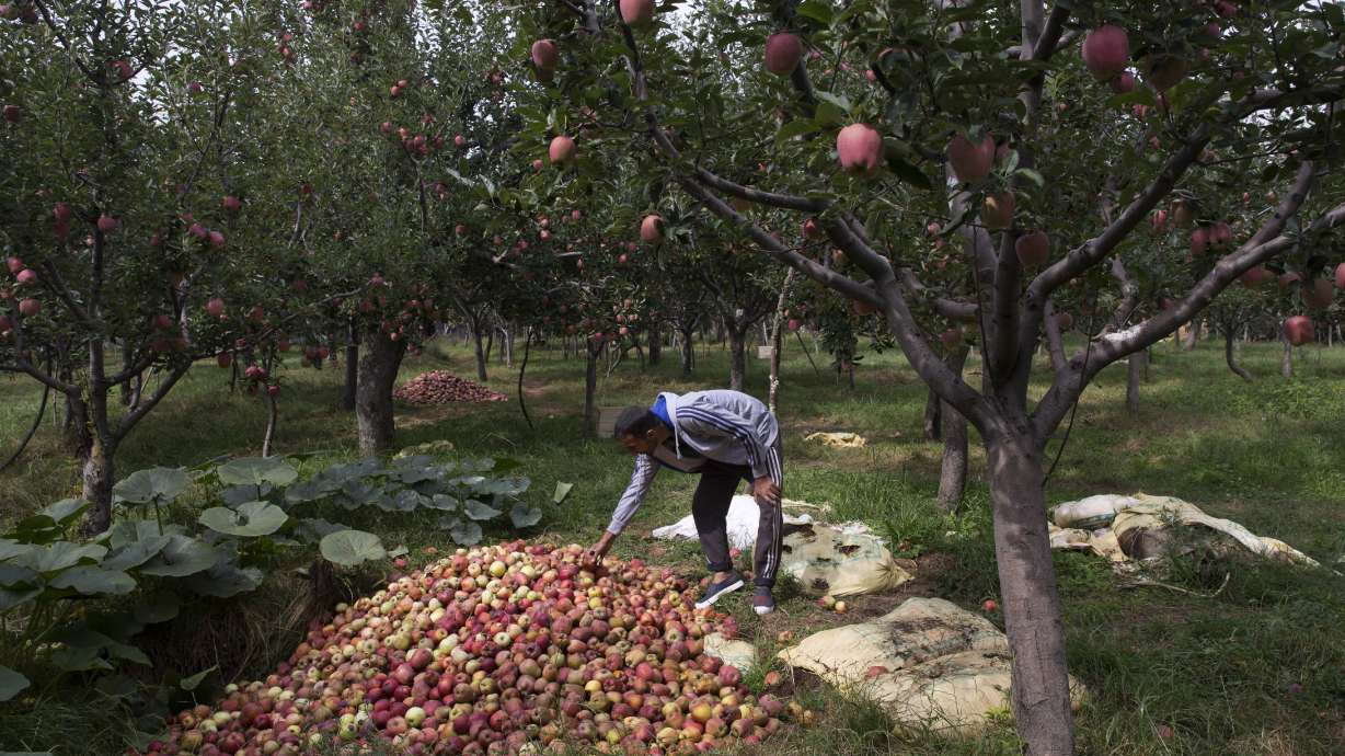 Apple economy latest casualty in strife-torn Kashmir