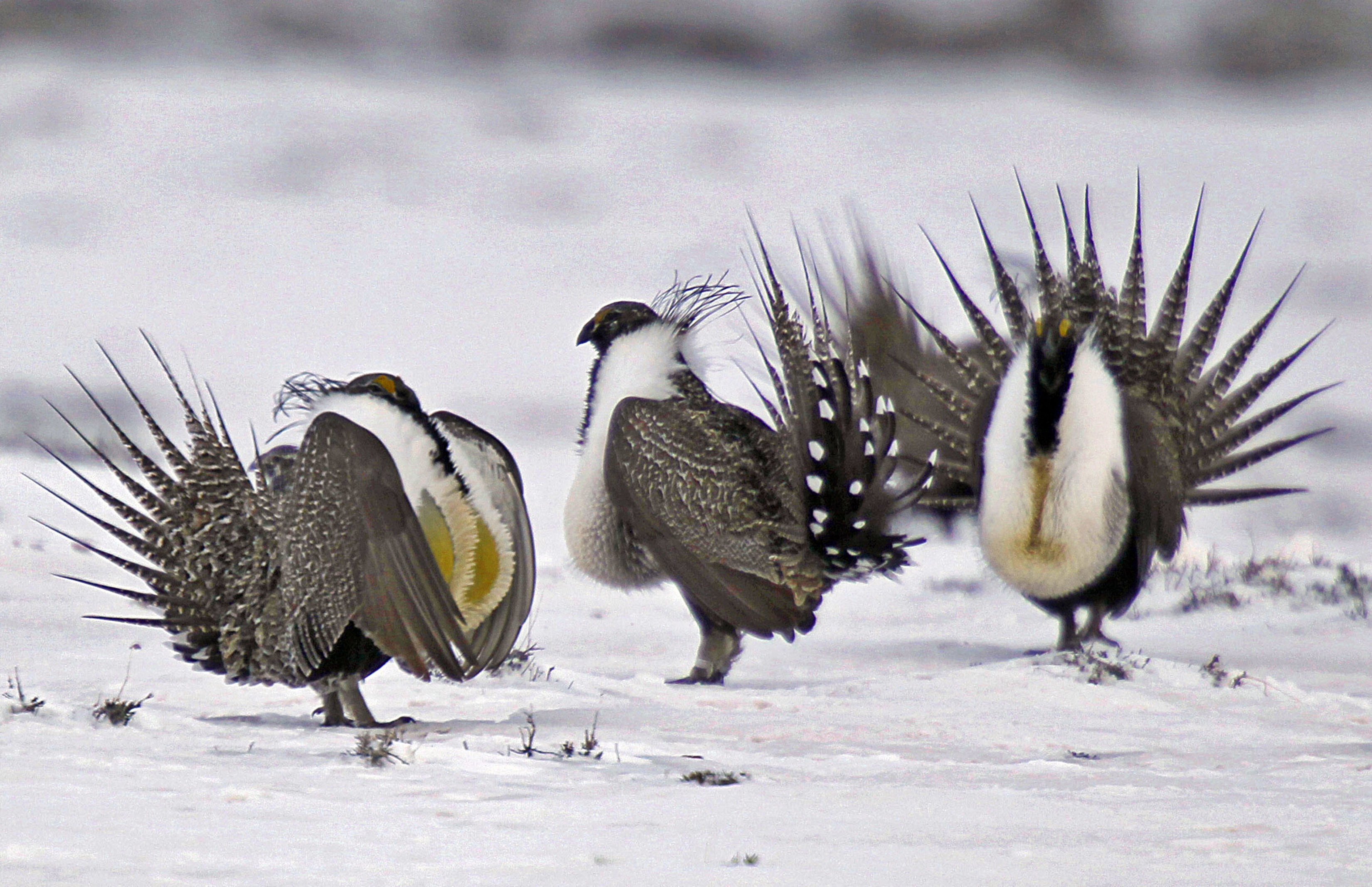 Report: Sage-grouse recovery to cost millions and take years