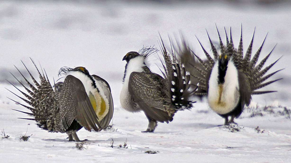Report: Sage-grouse recovery to cost millions and take years