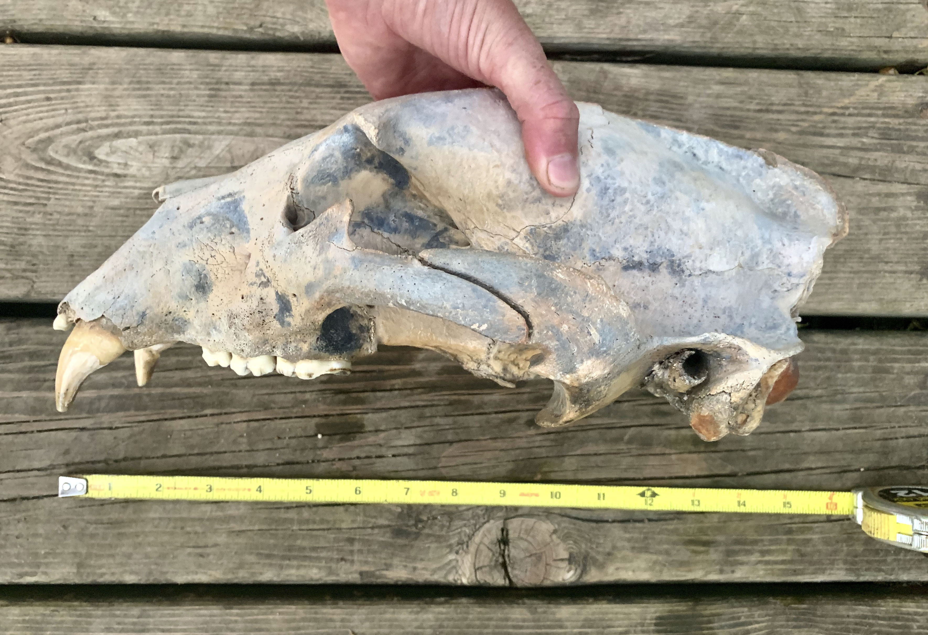 Kayakers find partially fossilized bear skull in Kansas