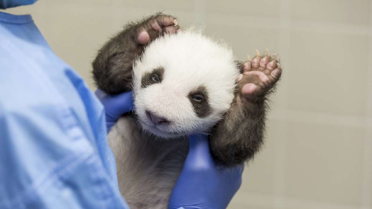 Berlin zoo's panda cubs take 1st glimpse of the world