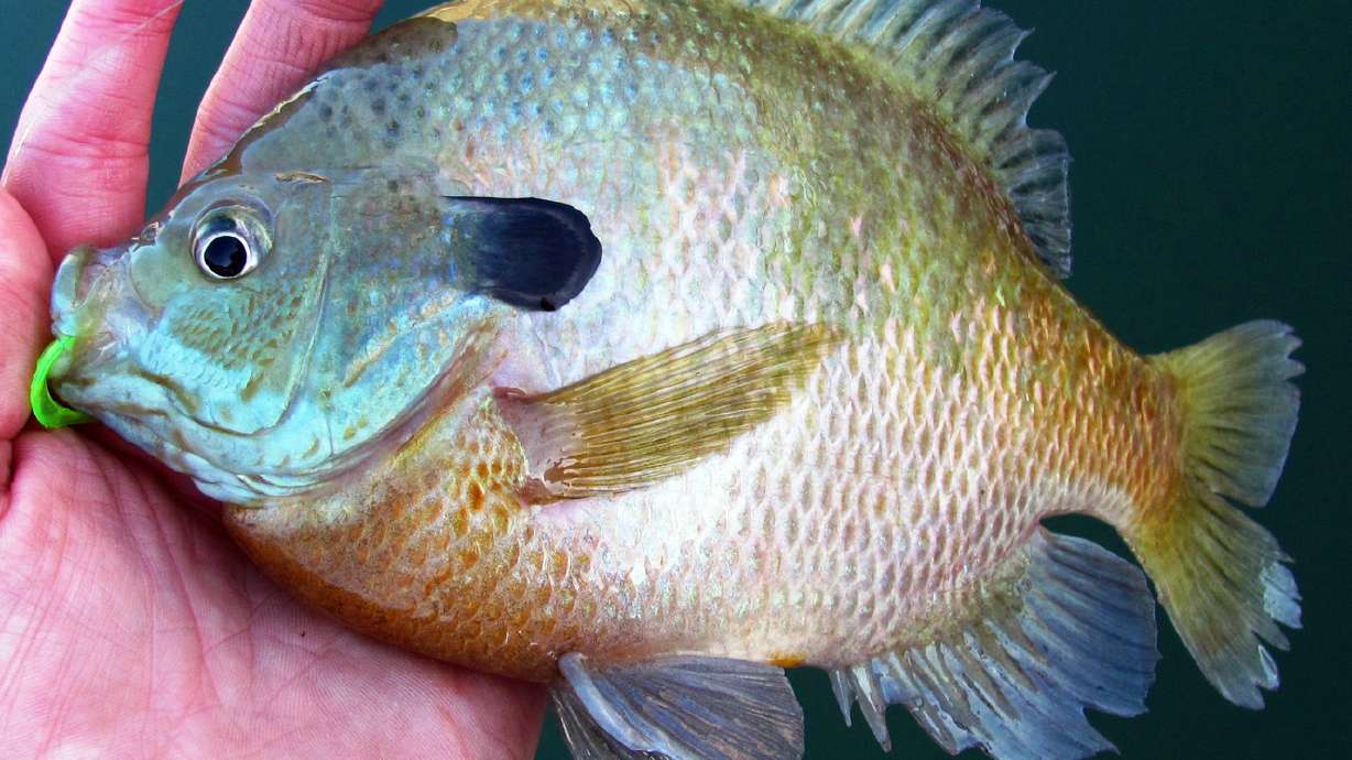 DWR to anglers: Release all bluegill caught at Steinaker Reservoir, Pelican Lake