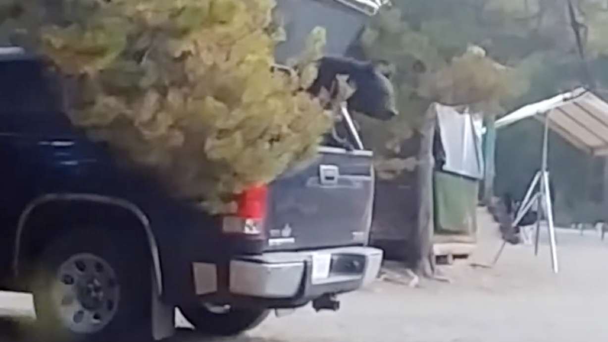 Have You Seen This? Campers get a bear of a surprise after returning from hike