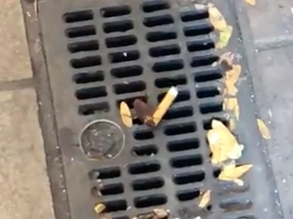 Cigarette cockroach is giving pizza rat a run for its money in New York