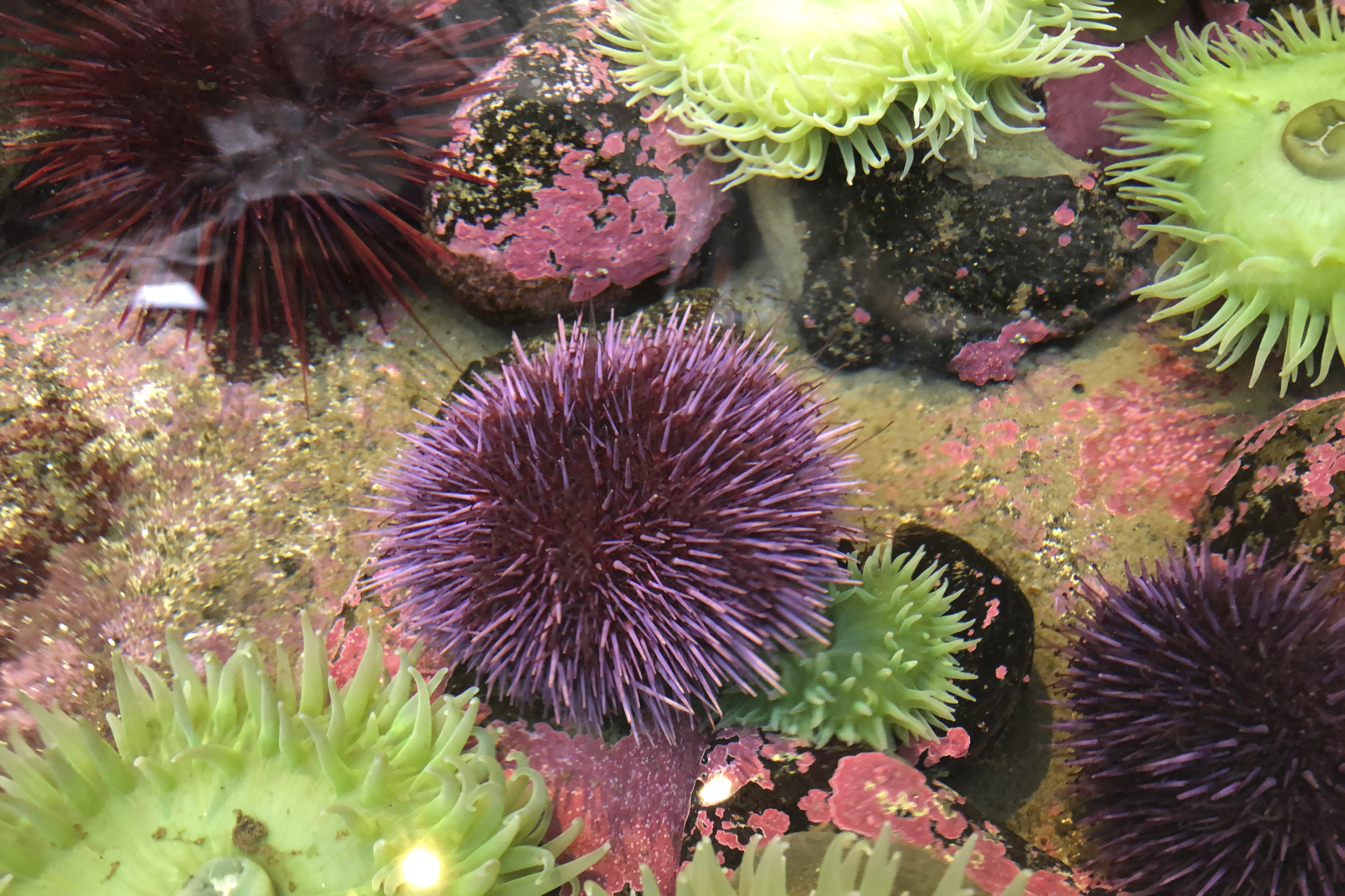 Swarm of sea urchins wreaks destruction on US West Coast