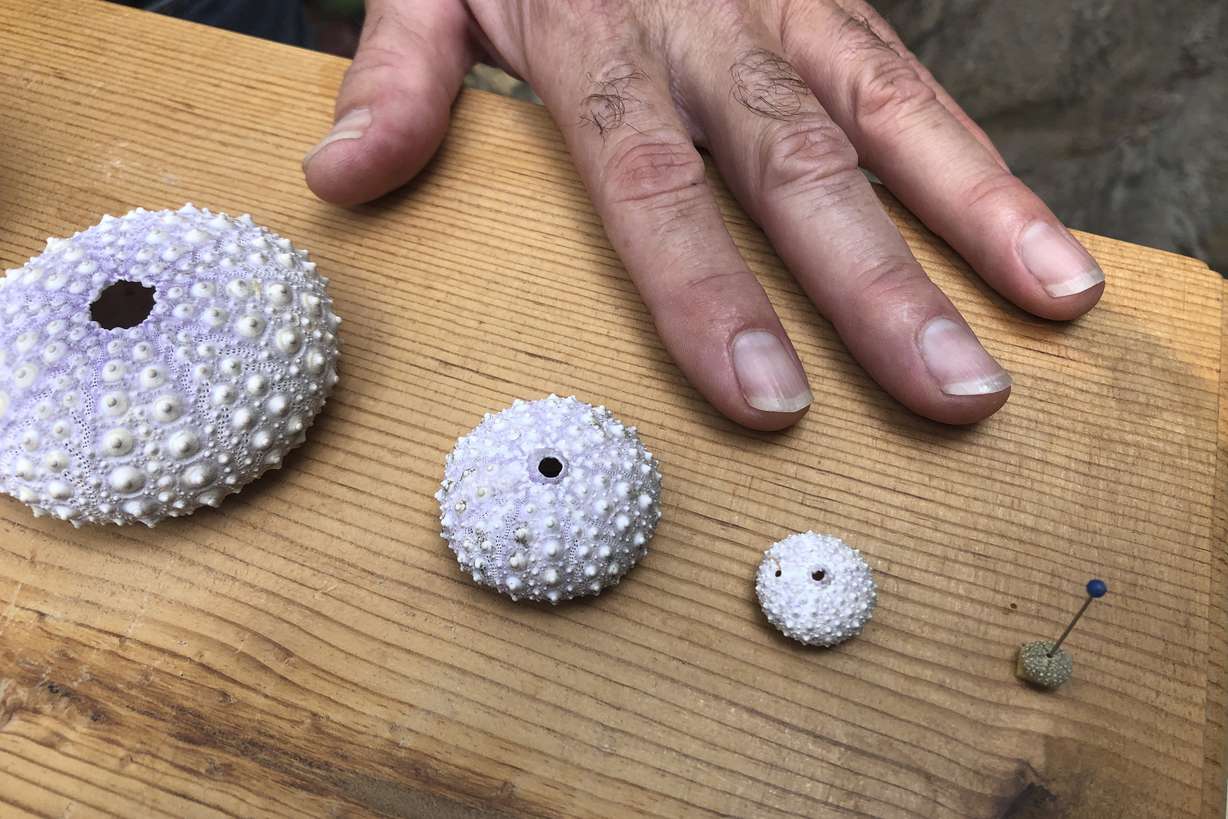 In this Oct. 16, 2019 photo, Steven Rumrill, lead shellfish expert with the Oregon Department of Fish and Wildlife, places his hand next to shells of red sea urchins at various stages of development to show a size comparison. Photo: AP Photo