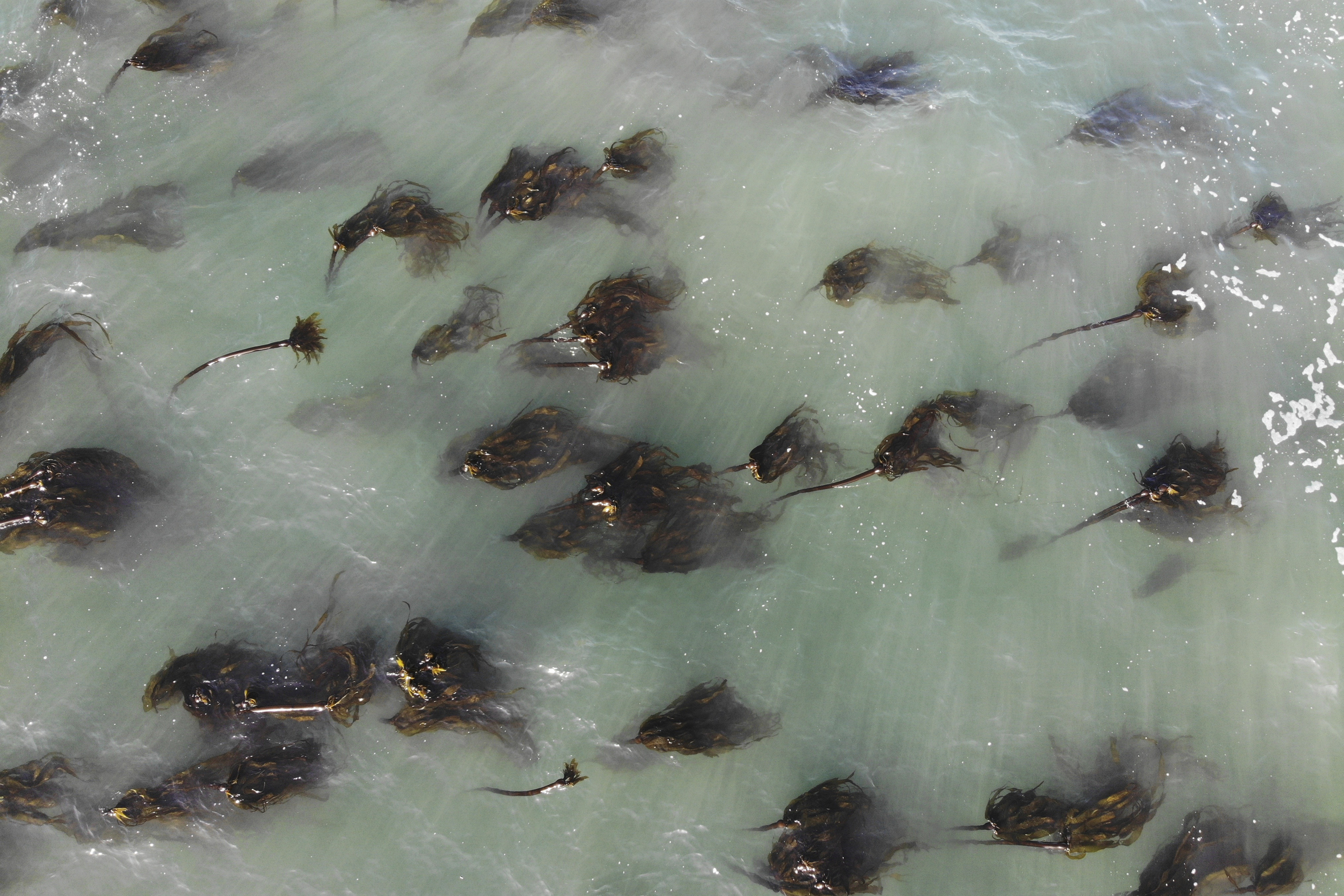 This Sept. 26, 2019 photo shows an aerial view of one of the last remaining kelp forests near Elk, Calif., on the Mendocino County coast, which has lost more than 90 percent of its bull kelp in less than a decade. Photo: Terry Chai, AP Photo