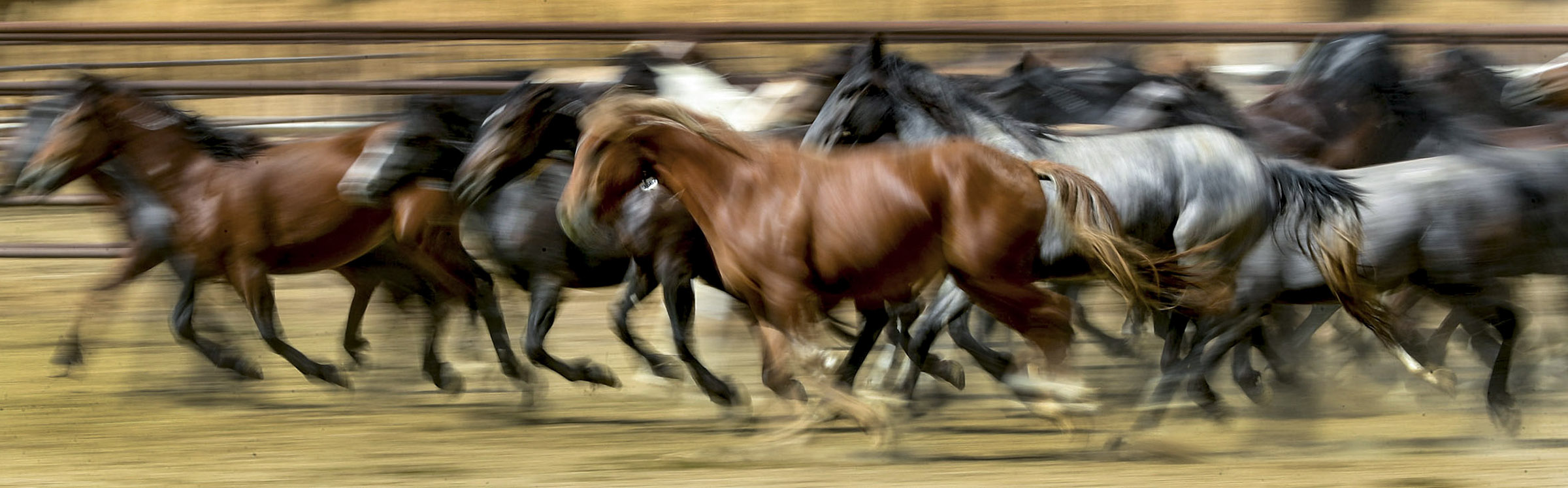 Crisis in the West: Americans will soon have a $5 billion wild horse problem