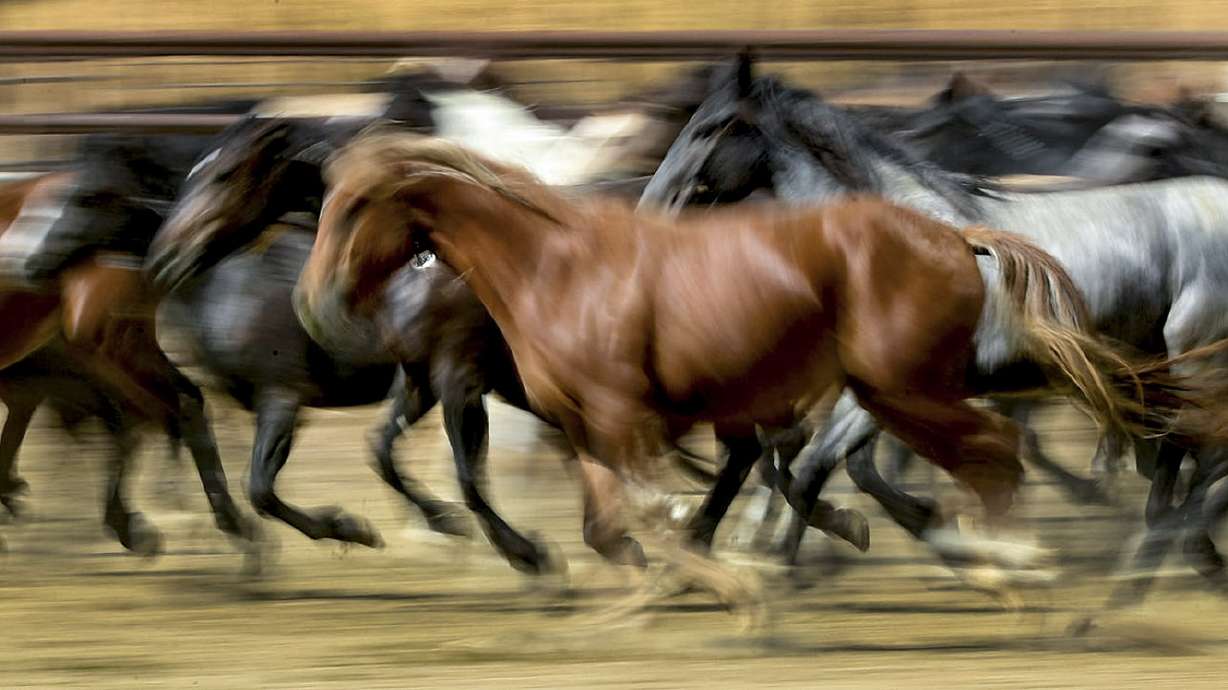 Crisis in the West: Americans will soon have a $5 billion wild horse problem