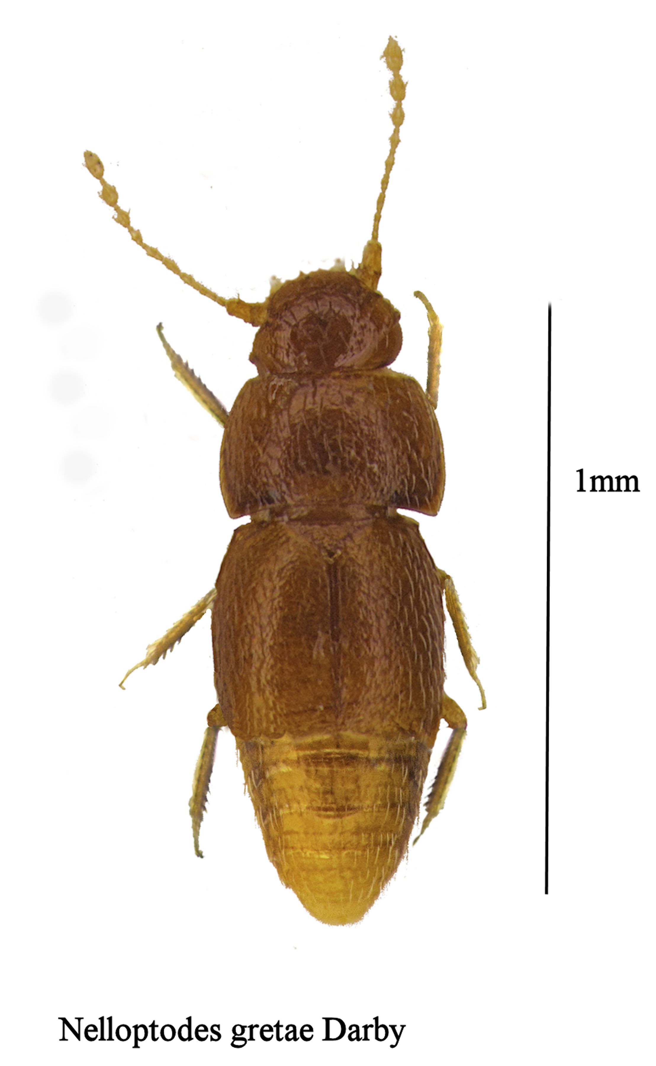 Tiny beetle named after climate activist Greta Thunberg