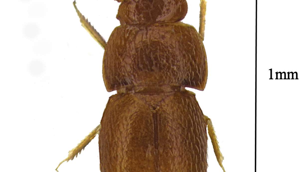 Tiny beetle named after climate activist Greta Thunberg