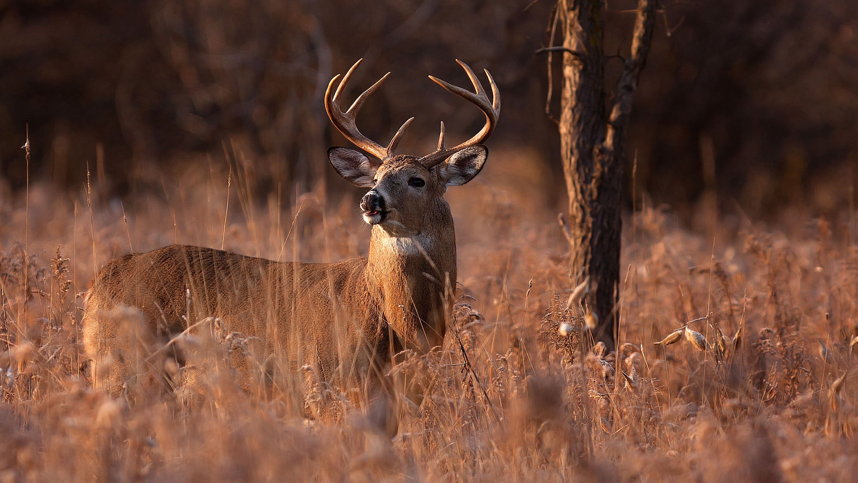 Arkansas hunter gored by the deer he thought he shot and killed