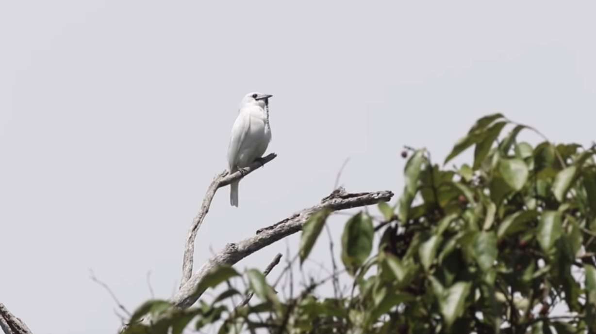 Have You Heard This? Meet the loudest bird in the world