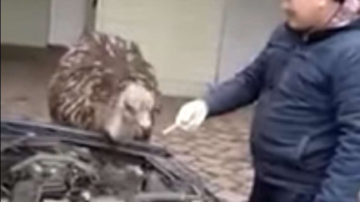 Have You Seen This? Ostriches don't make good mechanics