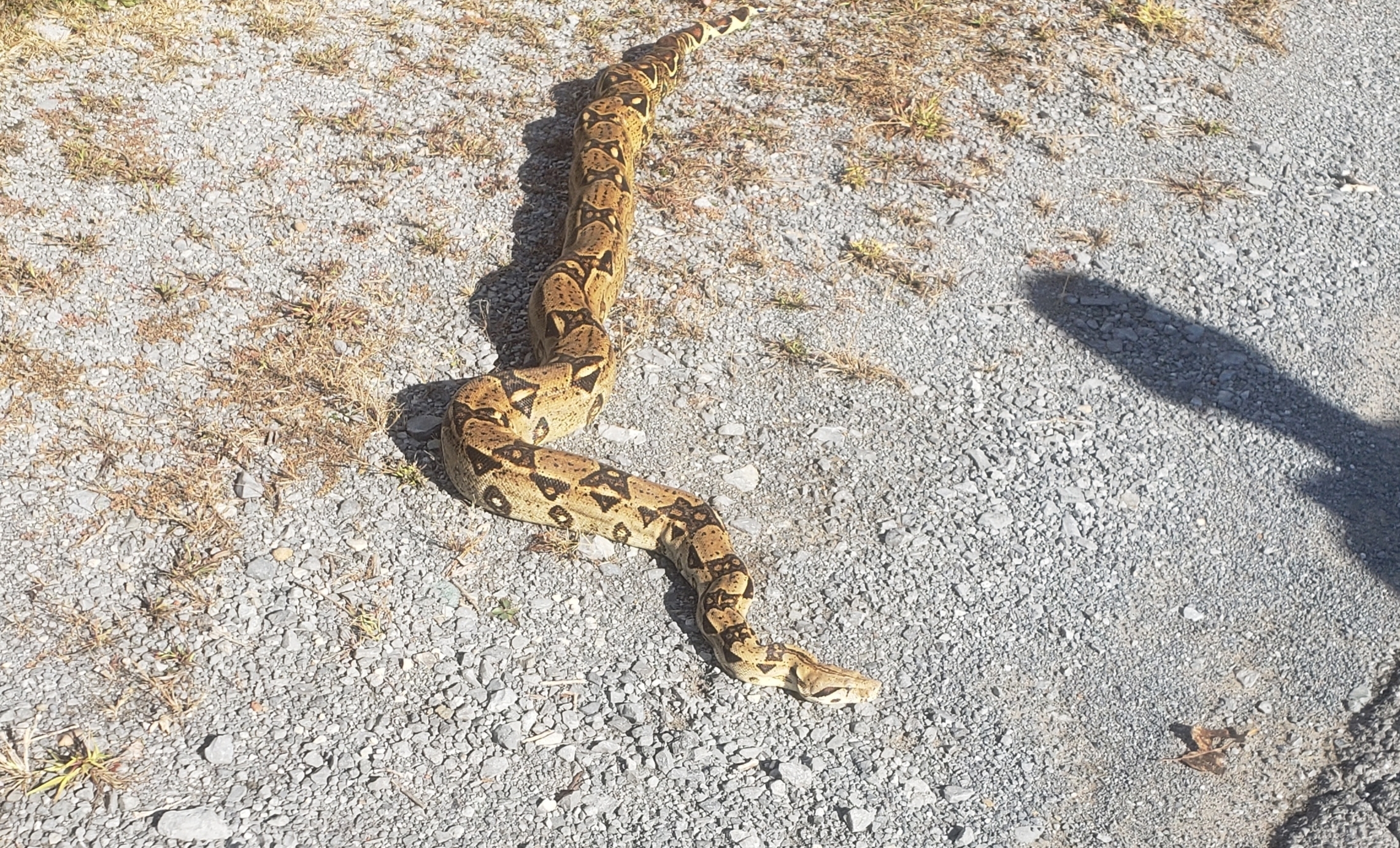 At-large python found in West Virginia by letter carrier