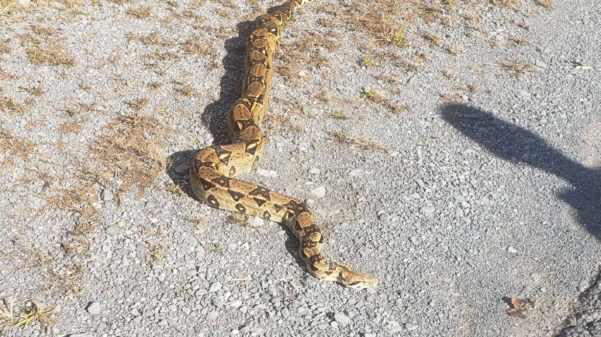 At-large python found in West Virginia by letter carrier