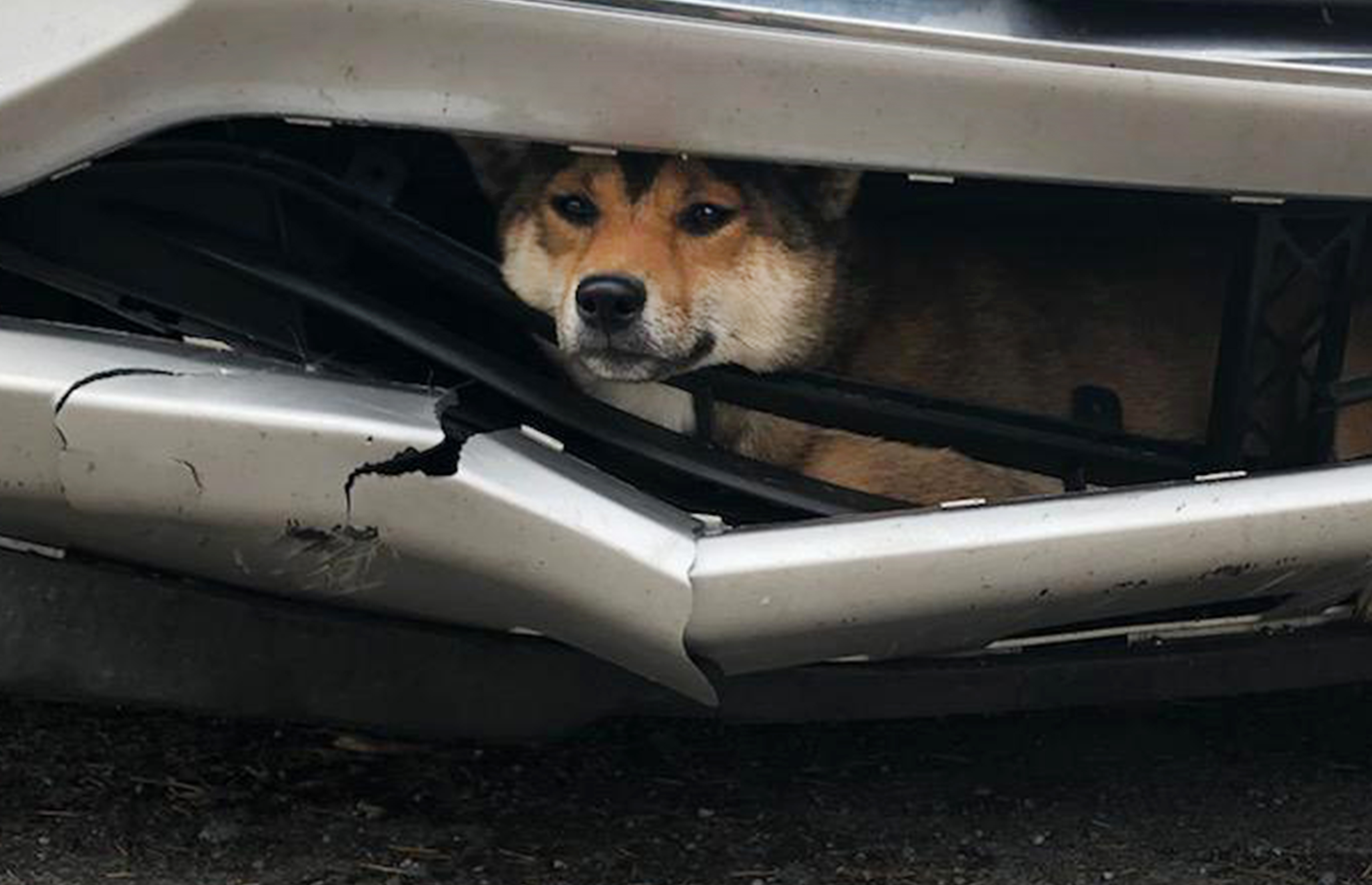 Ruff ride: Dog struck by car rides inside bumper for miles