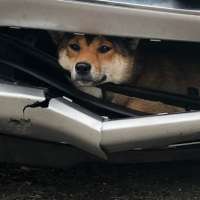 Ruff ride: Dog struck by car rides inside bumper for miles