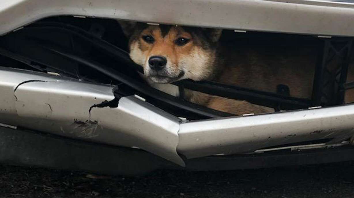 Ruff ride: Dog struck by car rides inside bumper for miles