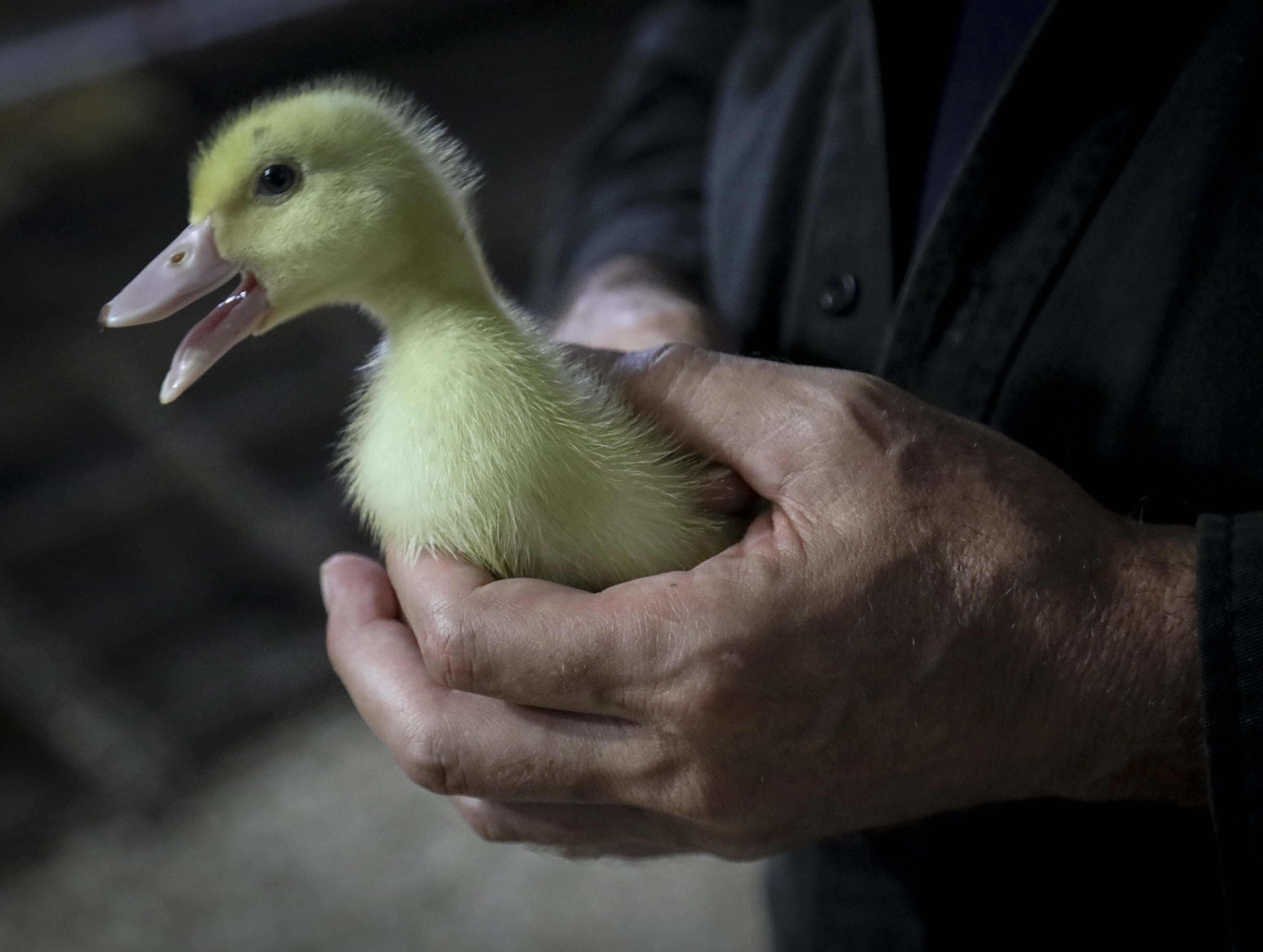 The Latest: New York City passes bill banning foie gras