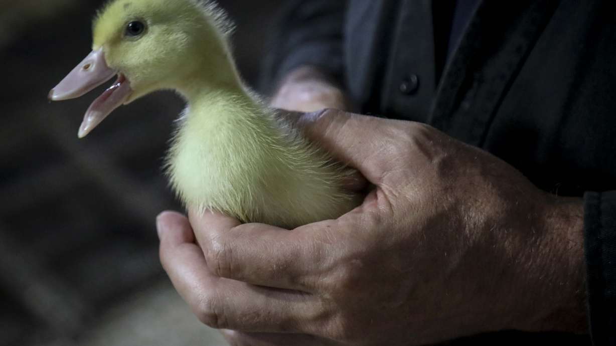 The Latest: New York City passes bill banning foie gras