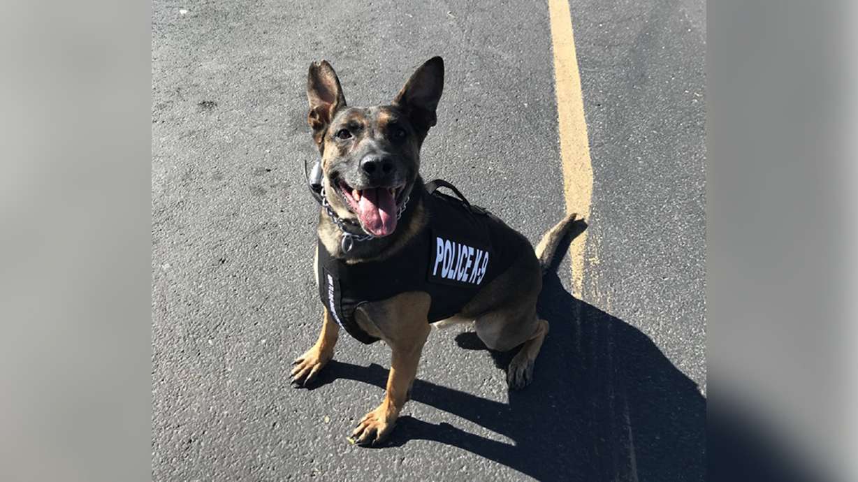 Donated vest protects Cedar City police K-9 while he protects others