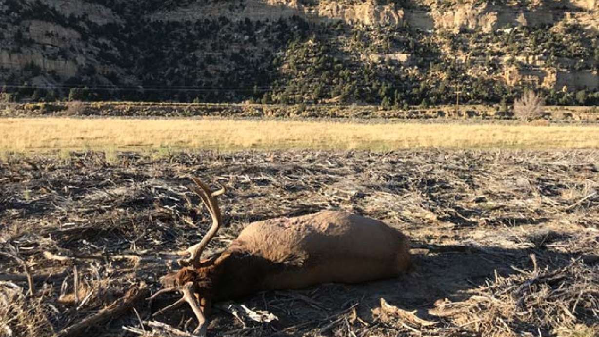 DWR asks for public help in southern Utah elk poaching case