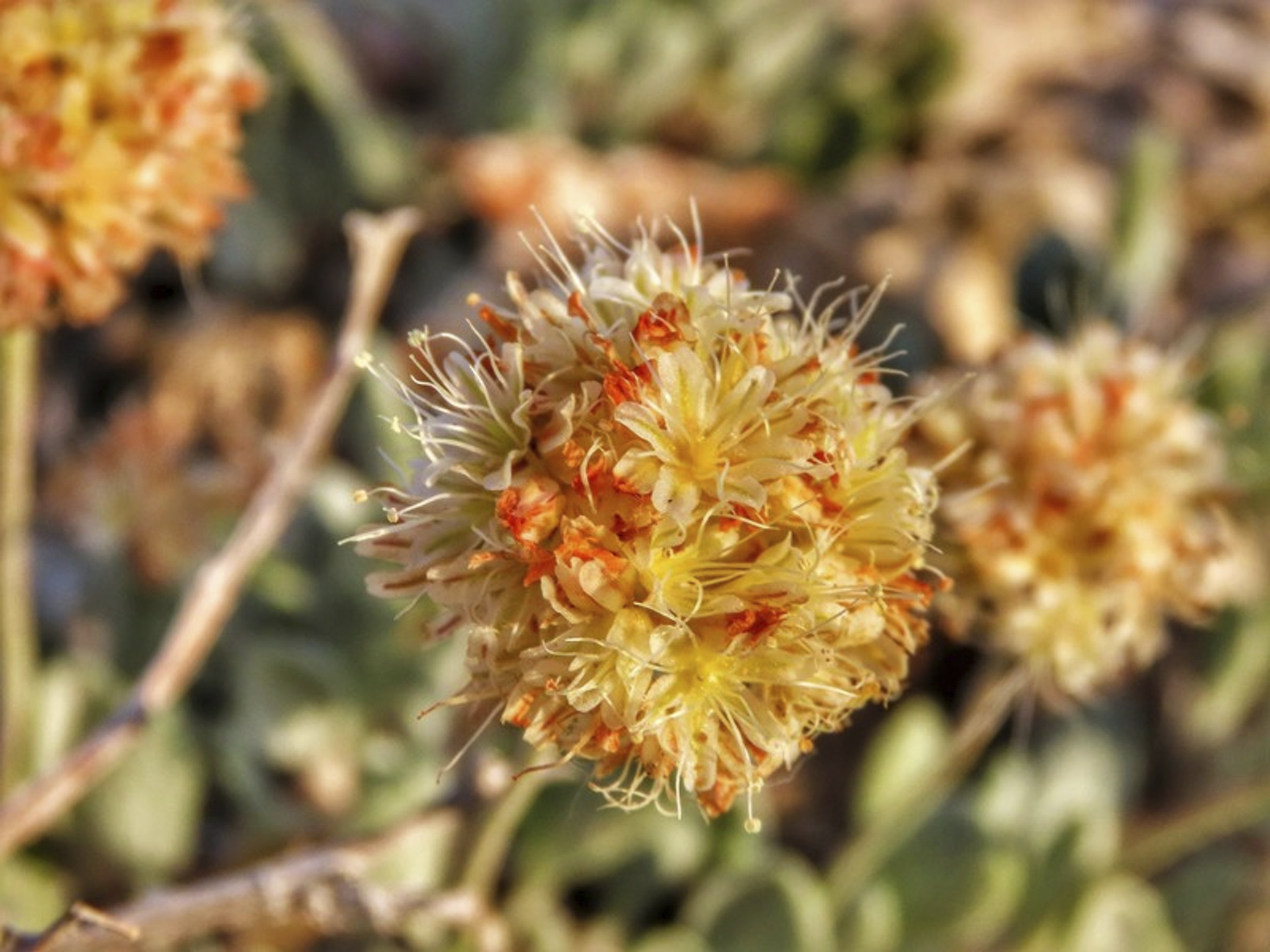 Nevada suit seeks to protect rare wildflower from mining
