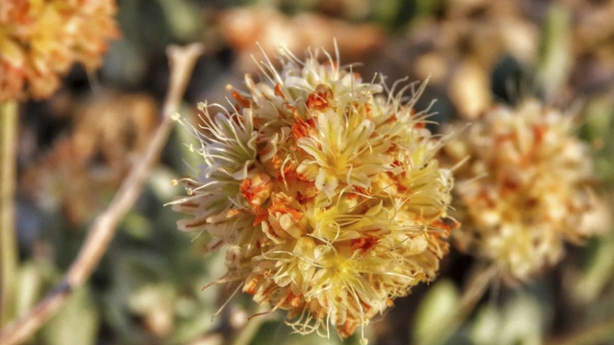 Nevada suit seeks to protect rare wildflower from mining