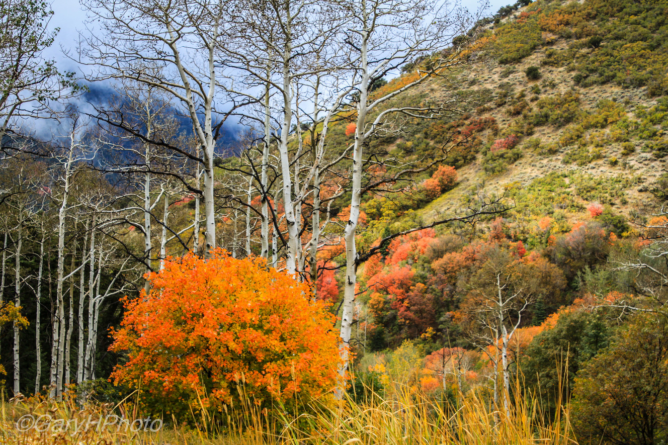 Pics of month: Utah's fall colors turned to ice in October