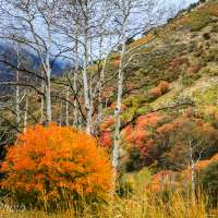 Pics of month: Utah's fall colors turned to ice in October