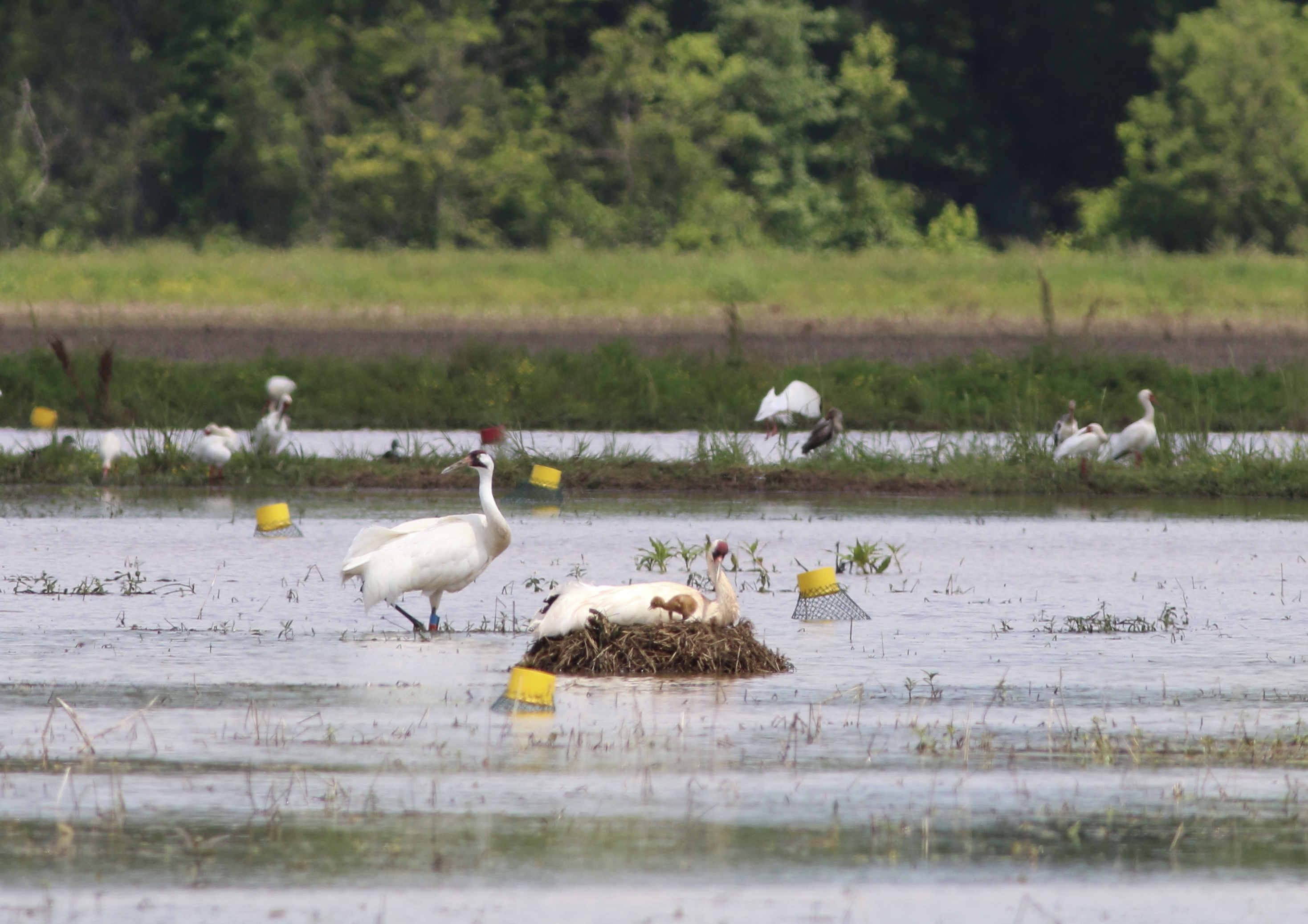 Louisiana man gets probation in whooping crane death