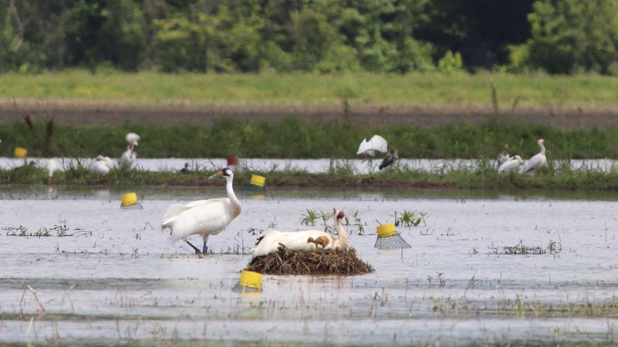 Louisiana man gets probation in whooping crane death