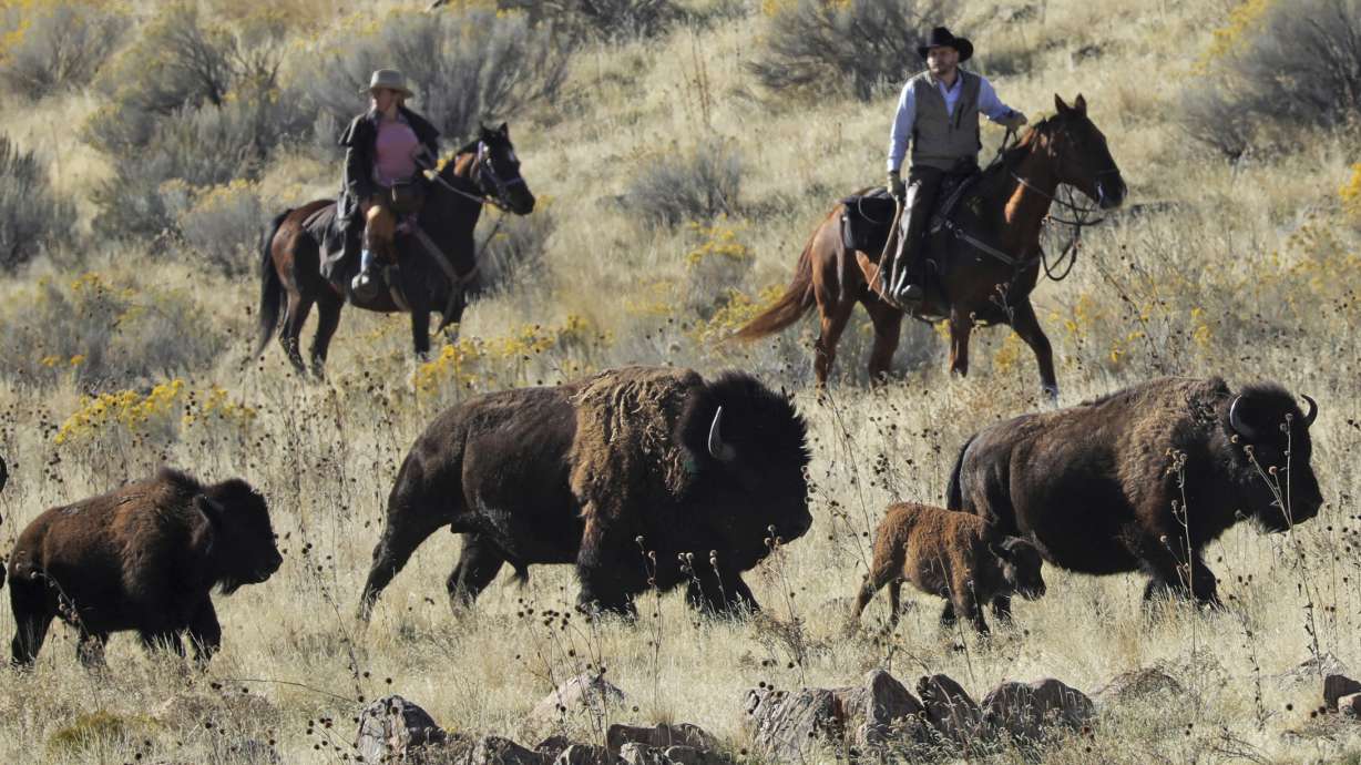 Time ticks away at wild bison genetic diversity